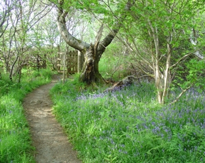 Bluebells by the footpath  behind Ben Chracaig