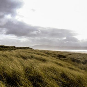 Grass lands